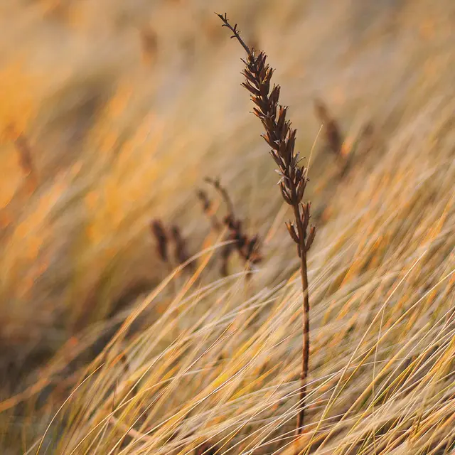 Hahnemühle Photo Matt Fibre Duo 210g 100% a-Cellulose. Tosidig 