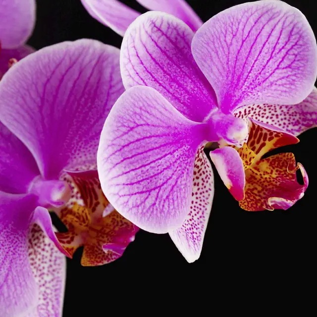 Backlit Frontprint Matt WB 220mic 1,067x30m 